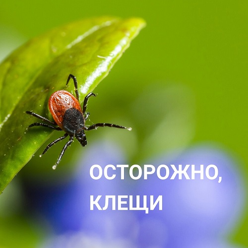 Осторожно, Клещи!.
